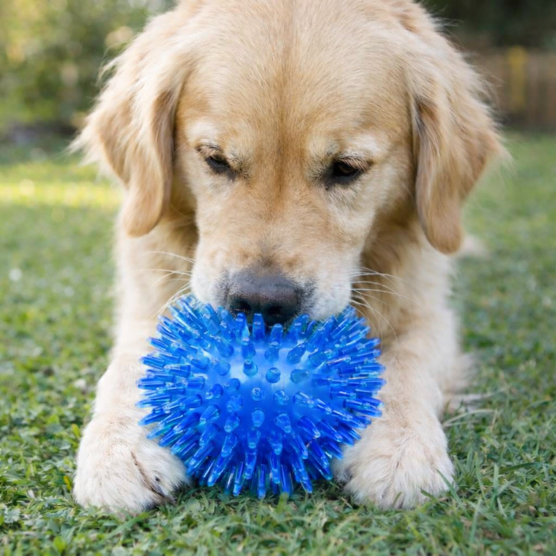 ANYPET Durable Rubber Chew Ball – Blue Dog Toy for Healthy Play & Training