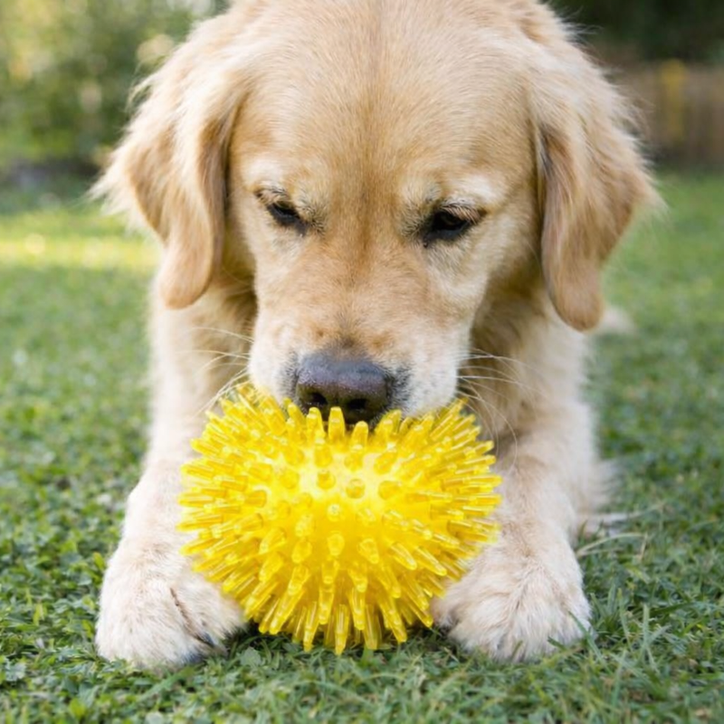 ANYPET Durable Rubber Chew Ball – Yellow Dog Toy for Healthy Play & Training